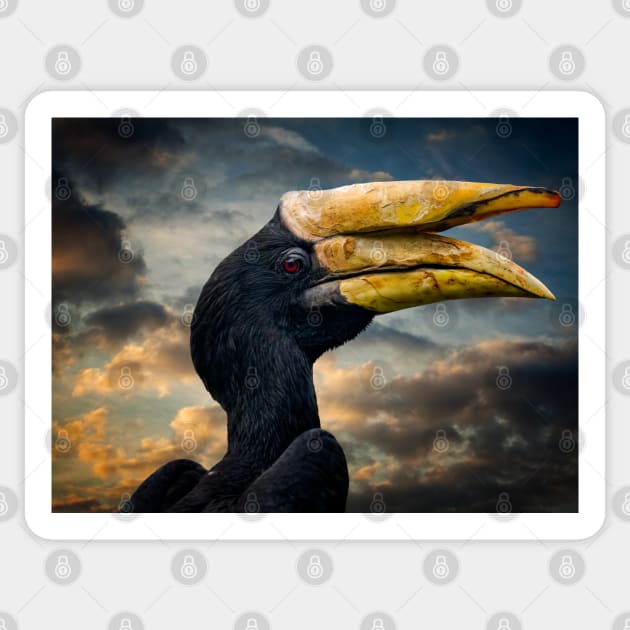 Rhinoceros Hornbill Sticker by Adrian Evans Photography